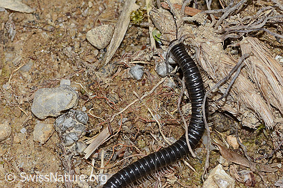 Foto: Wahrscheinlich Schwarzer Schnurfüsser (Tachypodoiulus niger). Länge 40mm.