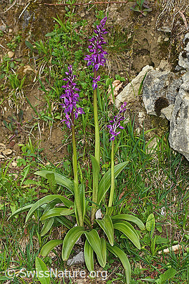 Foto: Männliches Knabenkraut (Orchis mascula). Ganze Pflanze (Habitus).