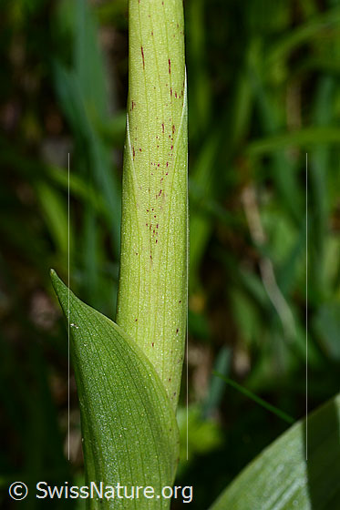Foto: Männliches Knabenkraut (Orchis mascula). Von Blatt umhüllter Stängel.