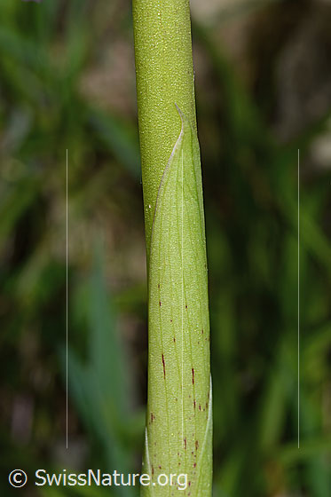Foto: Männliches Knabenkraut (Orchis mascula). Von Blatt umhüllter Stängel.