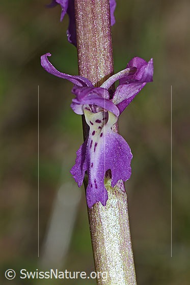 Foto: Männliches Knabenkraut (Orchis mascula). Blüte. Ansicht von vorne.