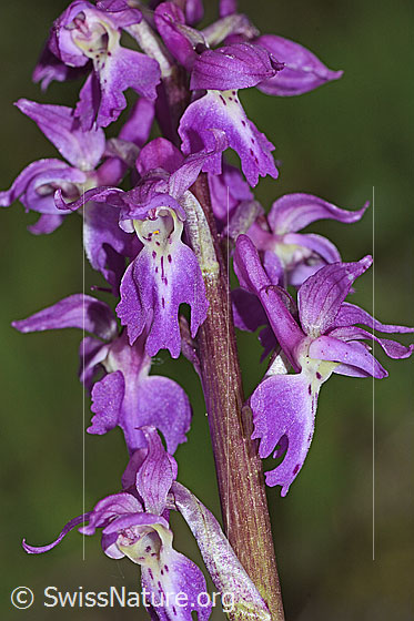 Foto: Männliches Knabenkraut (Orchis mascula). Blütenstand.