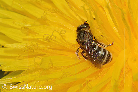 Foto: Gewöhnliche Goldfurchenbiene (Halictus tumulorum) auf Gewöhnlichem Löwenzahn (Taraxacum officinale). Länge 7mm. Weibchen. Ansicht von hinten oben.