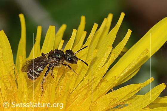 Foto: Gewöhnliche Goldfurchenbiene (Halictus tumulorum) auf Gewöhnlichem Löwenzahn (Taraxacum officinale). Länge 7mm. Weibchen. Ansicht von seitlich oben.