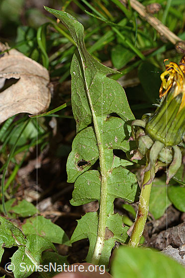 Photo: Taraxacum officinale. Leaf underside.