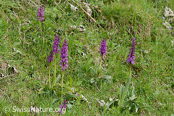 Foto: Männliches Knabenkraut (Orchis mascula). Mehrere Exemplare.