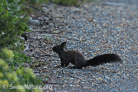 Foto: Eichhörnchen (Sciurus vulgaris) sitzt auf Alpstrasse.
