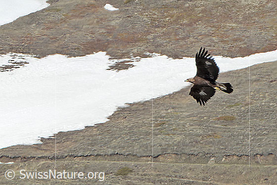 Foto: Steinadler (Aquila chrysaetos). Im Vorbeiflug. Ansicht von schräg unten.