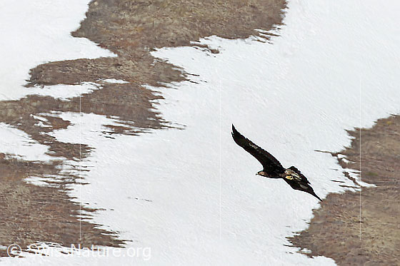 Foto: Steinadler (Aquila chrysaetos). Im Vorbeiflug. Ansicht von schräg hinten.