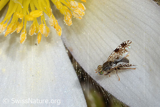 Foto: Wahrscheinlich Tephritis sauteri (Bohrfliege) auf Frühlings-Anemone (Pulsatilla vernalis). Länge 4mm. Ansicht von seitlich oben.