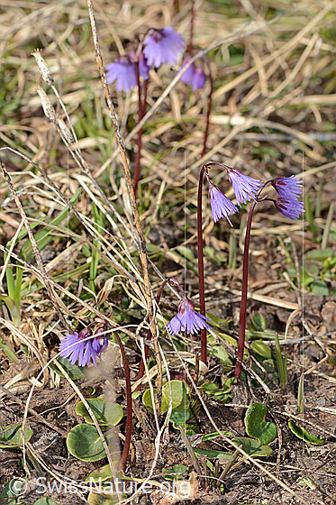 Foto: Grosses Alpenglöckchen (Soldanella alpina). Ganze Pflanze (Habitus).