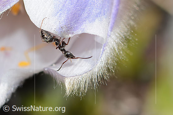 Photo: Formica lemani on Pulsatilla vernalis. Length 4.5 - 6.5Mm. View diagonally from the front.