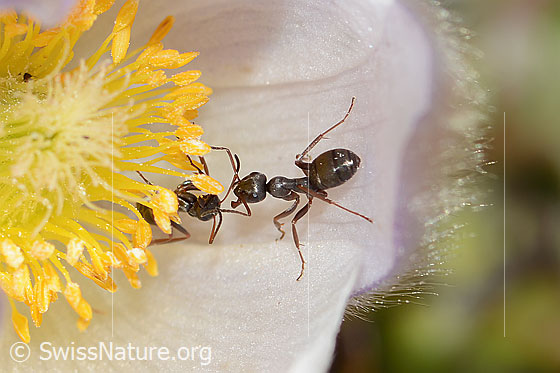 Photo: Formica lemani on Pulsatilla vernalis. Length 4.5 - 6.5mm. Zwei Exemplare. View from the side above.