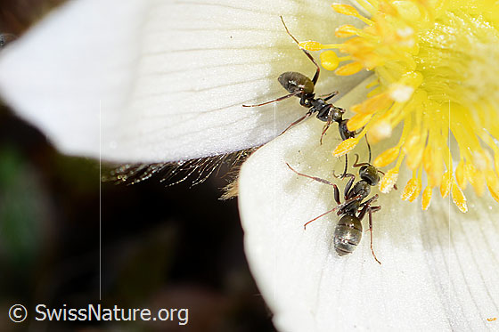 Photo: Formica lemani on Pulsatilla vernalis. Length 4.5 - 6.5mm. Two specimens. View from behind top.