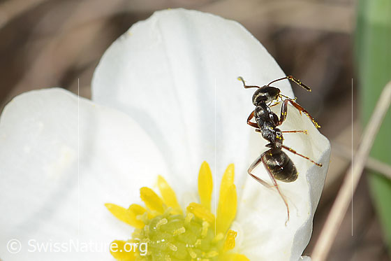 Foto: Formica lemani (Waldameise) auf Pyrenäen-Hahnenfuss (Ranunculus kuepferi). Länge 4.5 - 6.5mm. Ansicht von der Seite.