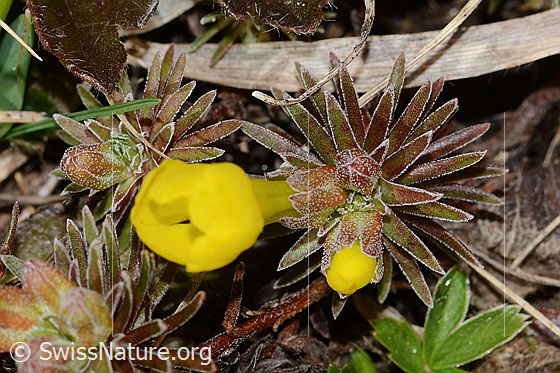 Photo: Androsace vitaliana. Leaf rosette.