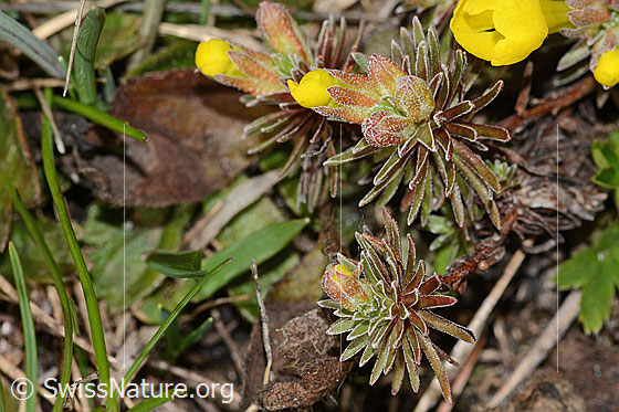 Photo: Androsace vitaliana. Whole plant (habiti).