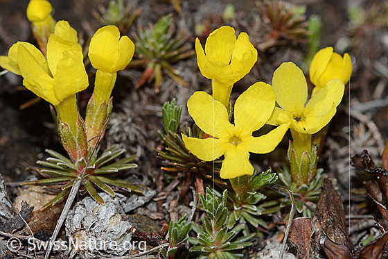 Photo: Androsace vitaliana. Whole plant (habiti). View from diagonally above.