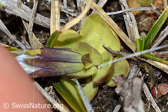 Foto: Schleichers Enzian (Gentiana schleicheri). Kelch und Blattrosette.