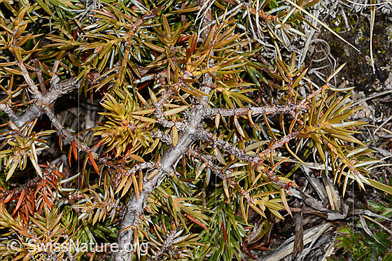 Photo: Juniperus communis ssp. saxatilis. Branches with needles.