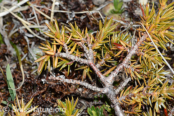 Foto: Alpen-Wacholder (Juniperus communis ssp. saxatilis). Ästchen mit Nadeln.