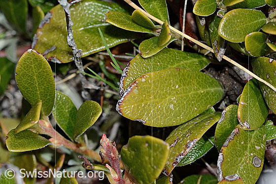 Photo: Arctostaphylos uva-ursi. Leaves. Leaf top.