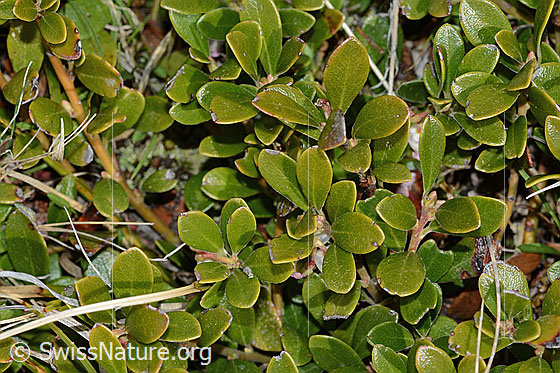 Foto: Immergrüne Bärentraube (Arctostaphylos uva-ursi). Ganze Pflanze (Habitus). Ansicht von oben.
