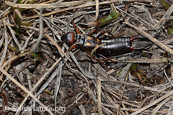 Foto: Zweipunkt-Ohrwurm (Anechura bipunctata). Ansicht von seitlich oben.