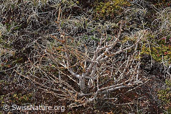 Foto: Europäische Lärche (Larix decidua). Ganze Pflanze (Habitus). 20cm hoch. Noch ohne Nadeln. Diese kleine Lärche gedeiht an einem Ort, welcher rund 350 Höhenmeter oberhalb der aktuellen Waldgrenze liegt. Ansicht von schräg oben.