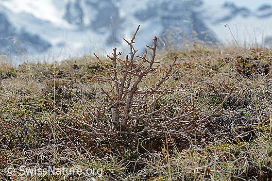 Foto: Europäische Lärche (Larix decidua). Ganze Pflanze (Habitus). 20cm hoch. Noch ohne Nadeln. Diese kleine Lärche gedeiht an einem Ort, welcher rund 350 Höhenmeter oberhalb der aktuellen Waldgrenze liegt. Ansicht von der Seite.