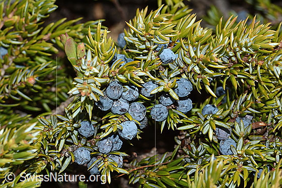 Photo: Juniperus communis ssp. Saxatilis. Branch with ripe berries.