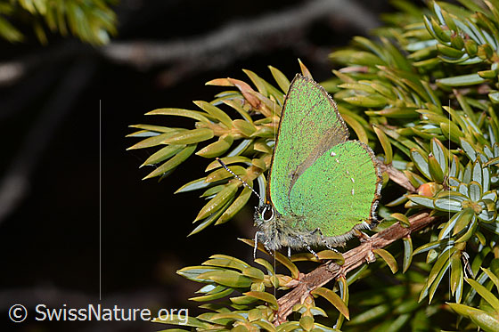 Foto: Brombeer-Zipfelfalter (Callophrys rubi) auf Alpen-Wacholder (Juniperus communis ssp. saxatilis). Flügel geschlossen. Ansicht von der Seite.