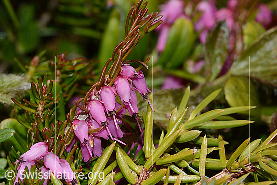Photo: Erica carnea. Blossoms.