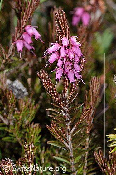 Photo: Erica carnea. Blossoms and branches.