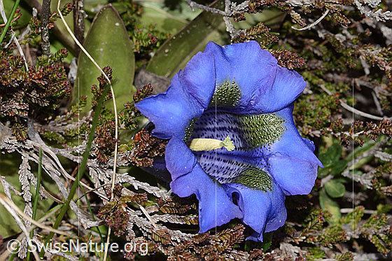 Photo: Gentiana acualis. Blossom. View from above.