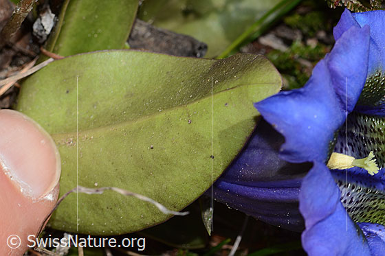 Photo: Gentiana acualis. Leaf underside.