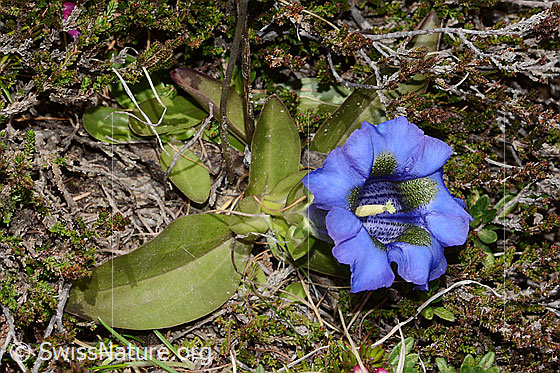 Foto: Kochscher Enzian (Gentiana acualis). Ganze Pflanze (Habitus). Ansicht von schräg oben.