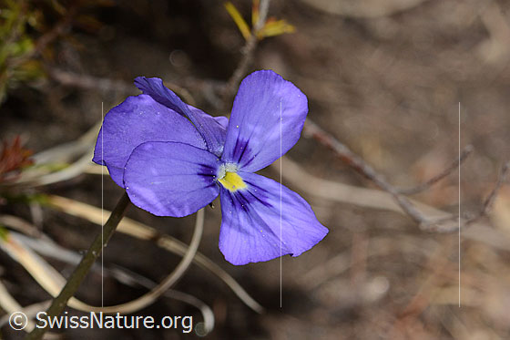 Photo: Viola calcarata. Blossom. View from the front.