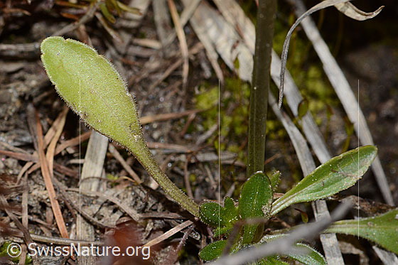Photo: Viola calcarata. Leaves and stem.
