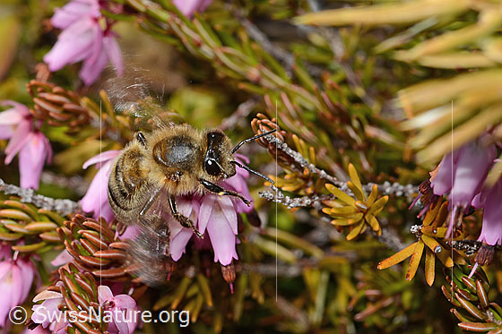 Photo: Apis mellifera on Erica carnea. Length 11 - 13mm. View diagonally from the front.