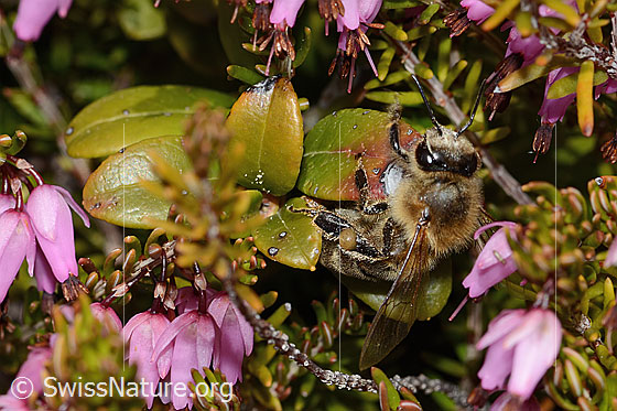 Photo: Apis mellifera on Erica carnea. Length 11 - 13mm. View from diagonally above.