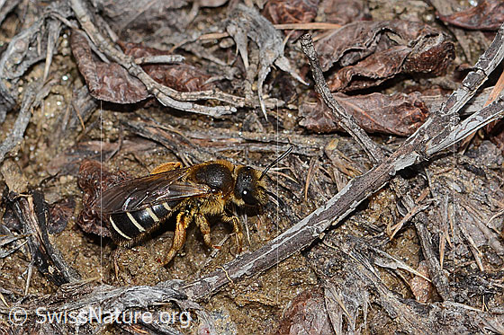 Foto: Rotbeinige Furchenbiene (Halictus rubicundus). Länge 10mm. Weibchen. Ansicht von der Seite.