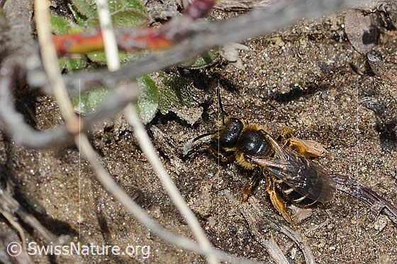 Photo: Halictus rubicundus. Length 10mm. Female. View from diagonally above.
