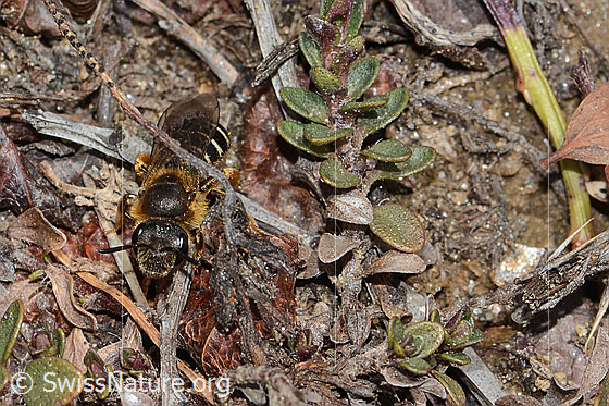 Foto: Rotbeinige Furchenbiene (Halictus rubicundus). Länge 10mm. Weibchen. Ansicht von vorne.
