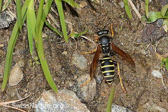 Foto: Berg-Feldwespe (Polistes biglumis). Länge 16mm. Weibchen. Ansicht von oben.