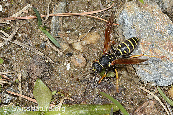 Foto: Berg-Feldwespe (Polistes biglumis). Länge 16mm. Weibchen. Ansicht von schräg oben.