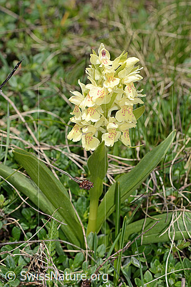 Foto: Holunder-Knabenkraut (Dactylorhiza sambucina). Ganze Pflanze (Habitus). Gelbes Exemplar.