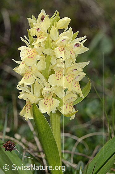 Foto: Holunder-Knabenkraut (Dactylorhiza sambucina). Blüttenstand. Gelbes Exemplar.