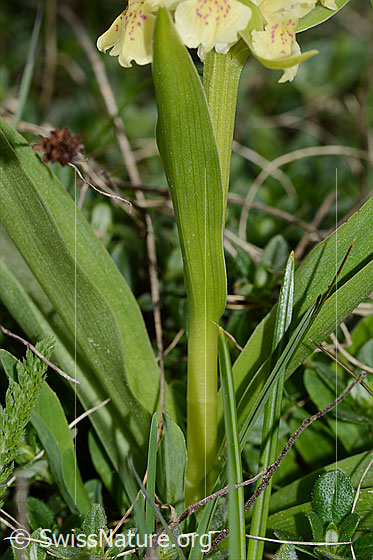 Foto: Holunder-Knabenkraut (Dactylorhiza sambucina). Stängelblatt und Stängel.