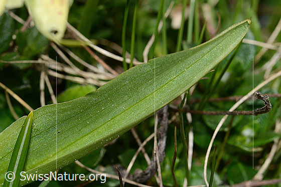 Foto: Holunder-Knabenkraut (Dactylorhiza sambucina). Blatt. Blattoberseite.